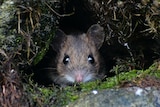A mouse hiding in a wall.
