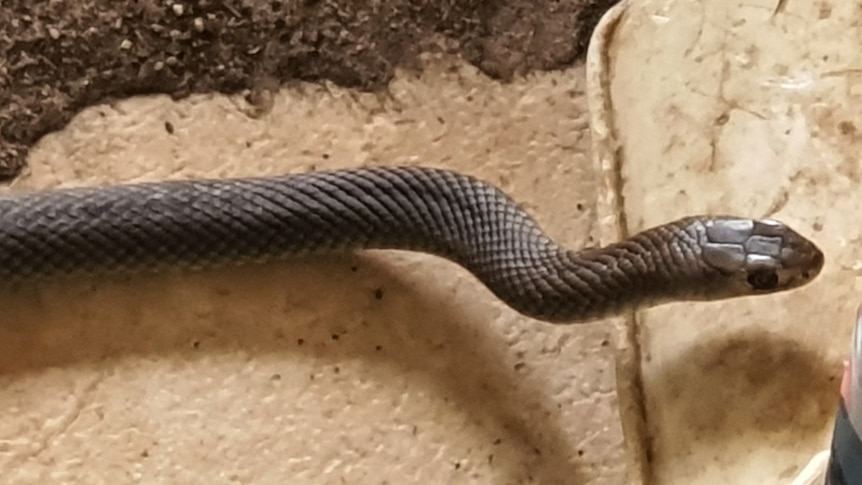 eastern brown snake on tiled floor