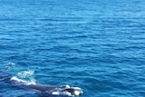 A juvenile whale with its head and back above water following its mother which is underwater and has white patches on black skin