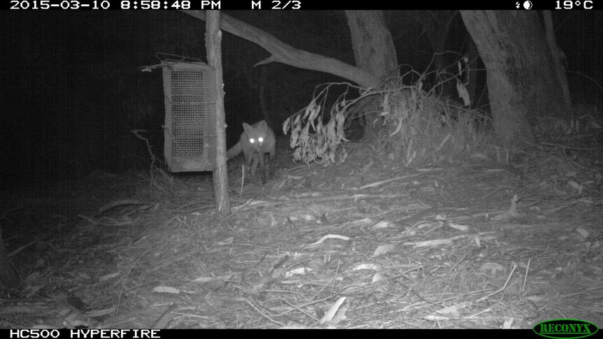 A fox at night in the Barmah National Park