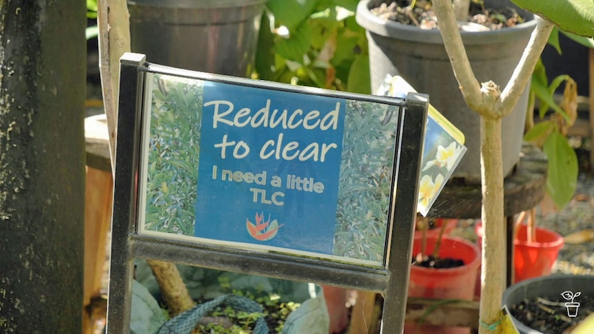 A sign at a plant nursery, 'Reduced to Clear - I need a little TLC.'