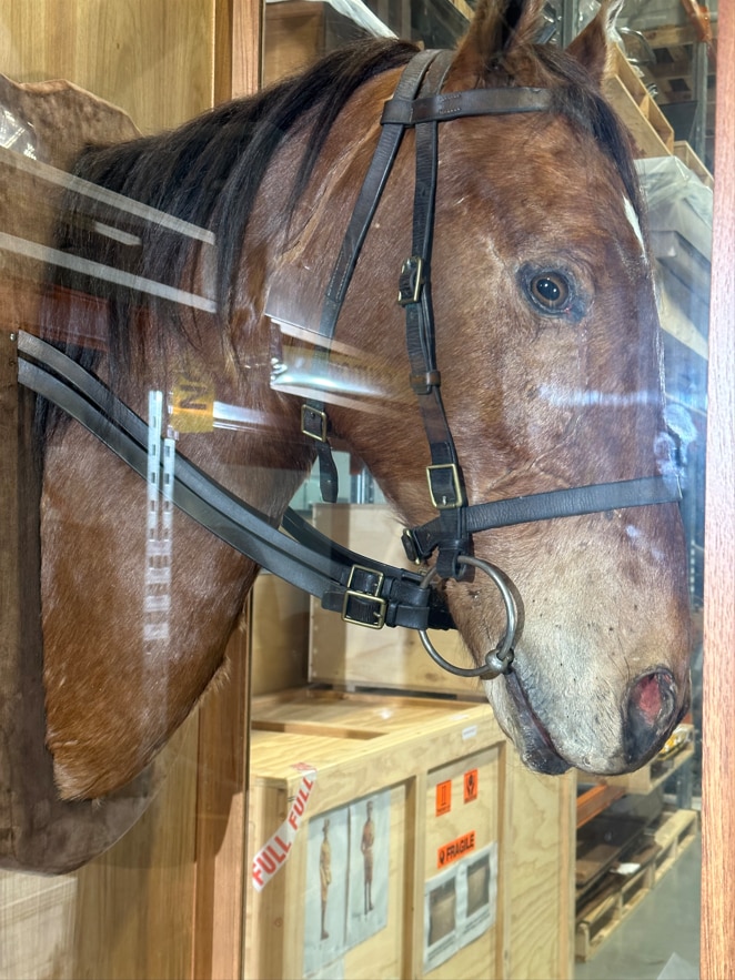 Photo of a horses head taxidermy.