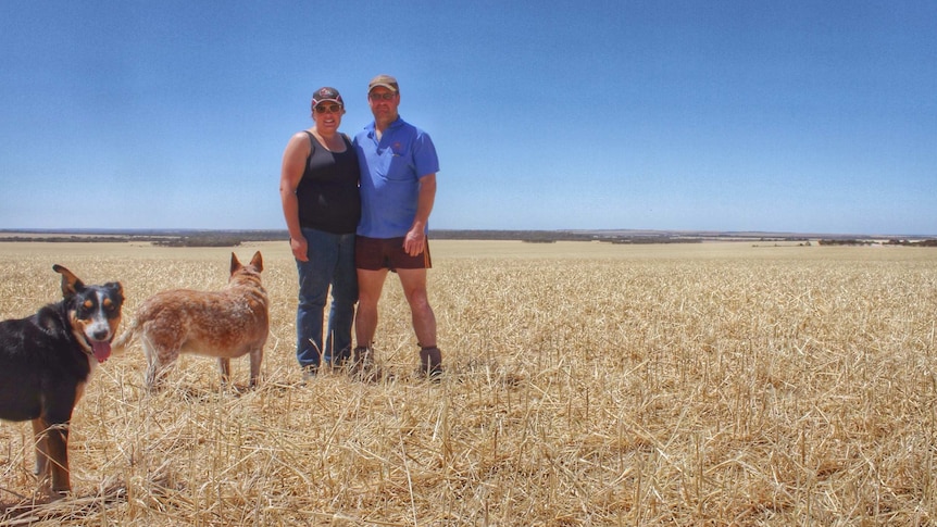A man and woman stand arm in arm with two dogs amongst a flattened barley crop