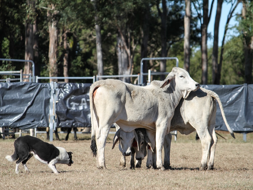 Black and white working dog with three young grey Brahman cattle.