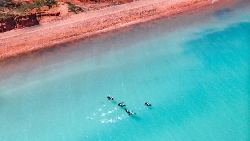 A drone photo of a four pelicans landing on the blue water next to the red cliffs of Broome.