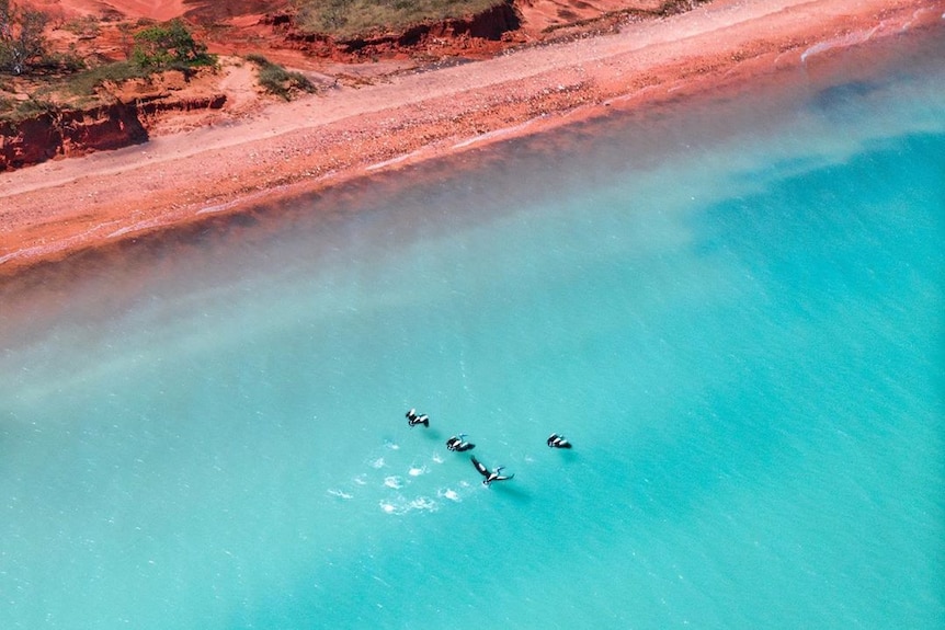 A drone photo of a four pelicans landing on the blue water next to the red cliffs of Broome.