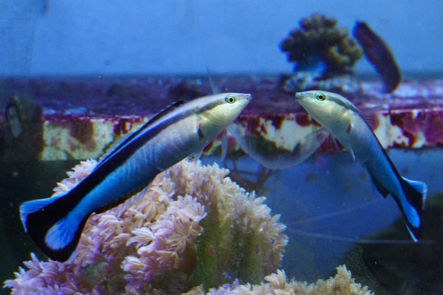Close-up of a bluestreak cleaner wrasse looking at itself in a mirror