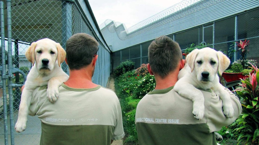 Two prisoners stand facing away from the camera, holding the dogs over their shoulders.