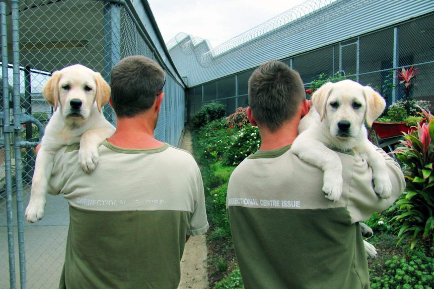 Two prisoners stand facing away from the camera, holding the dogs over their shoulders.