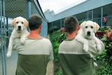 Two prisoners stand facing away from the camera, holding the dogs over their shoulders.
