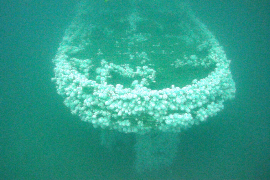 The sunken ship's stern is covered with white sea anemones.
