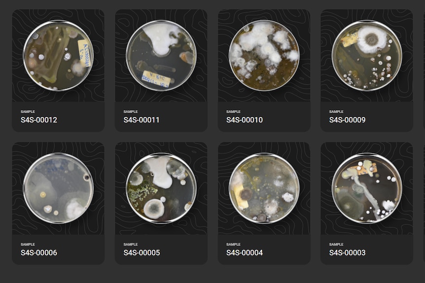 Samples of soil in agar plates, showing the microbes that live in the soil.