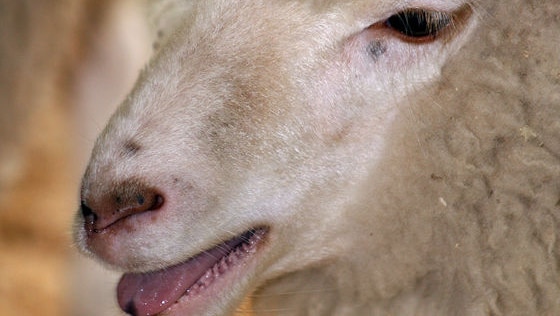 Sheep's face with its mouth open