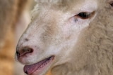 Sheep's face with its mouth open
