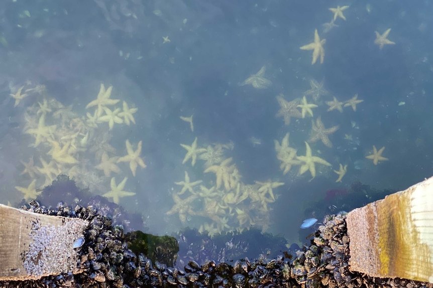 Seastars can be seen at the bottom of the River Derwent.