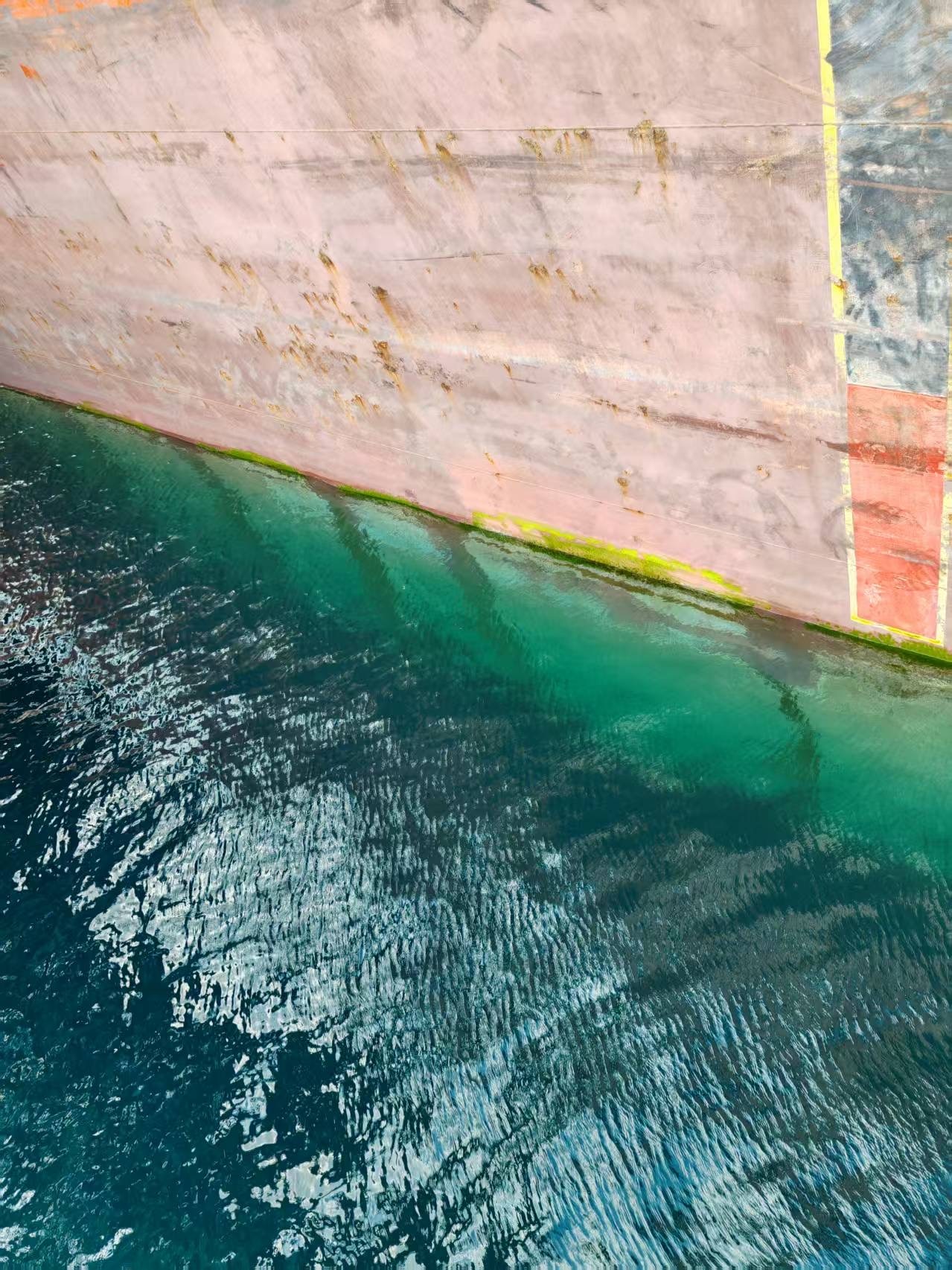 Seaweed attached to the hull of a vessel