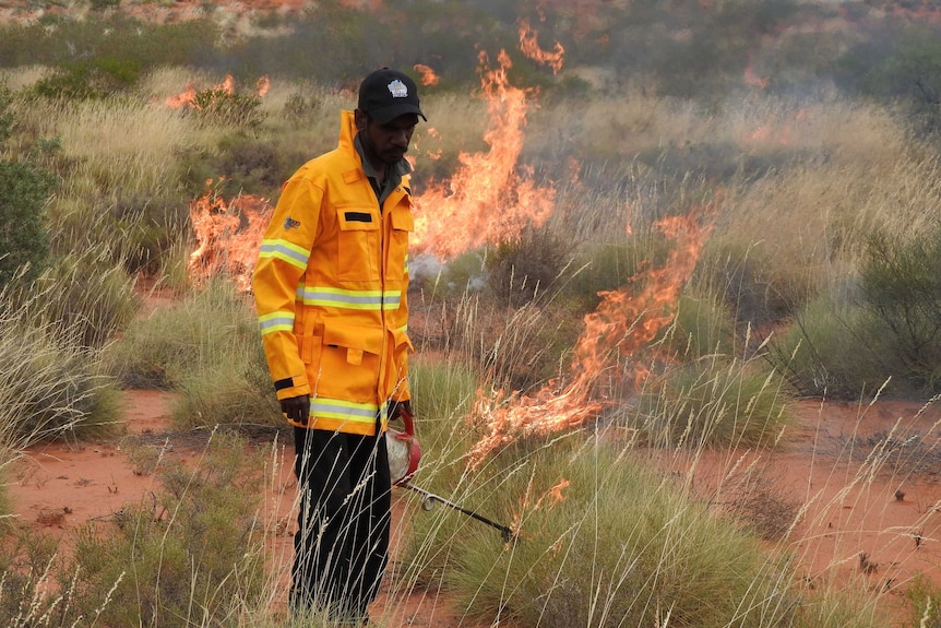 A ranger using a drip torch to light fire on bushland