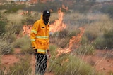 A ranger using a drip torch to light fire on bushland