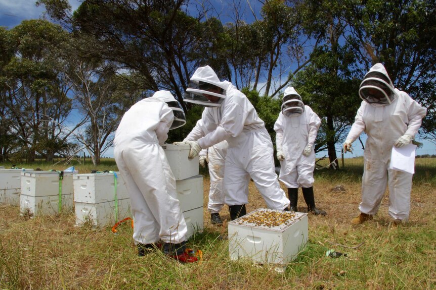 Unemployed youths are taught beekeeping skills at Young Harvest in Albany, WA