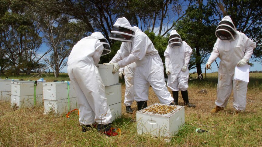 The Young Harvest job seeker program teaches beekeeping skills in Albany, WA