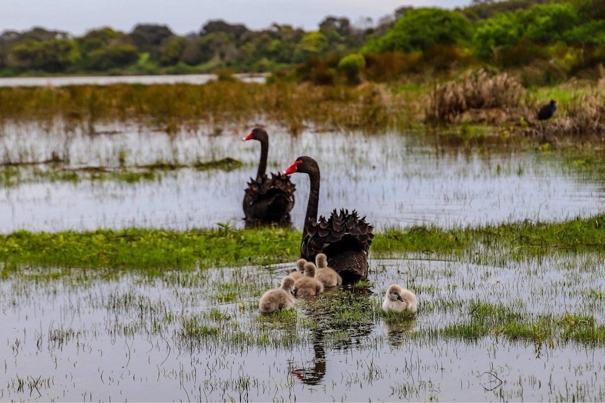 A black swan family swim in lake at Tower Hill