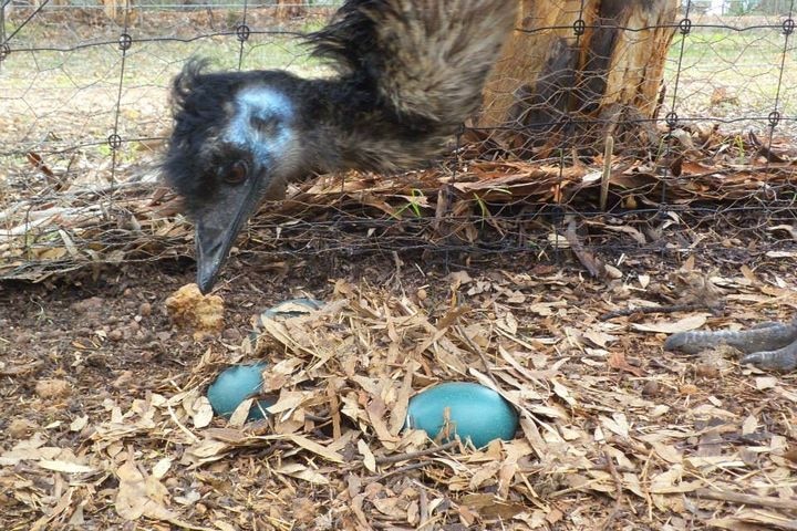 An emu sticks its neck through a wire fence to look at big green eggs buried among a nest on the ground.
