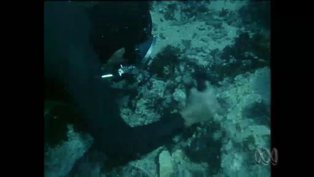 Diver uses tool at underwater shipwreck site