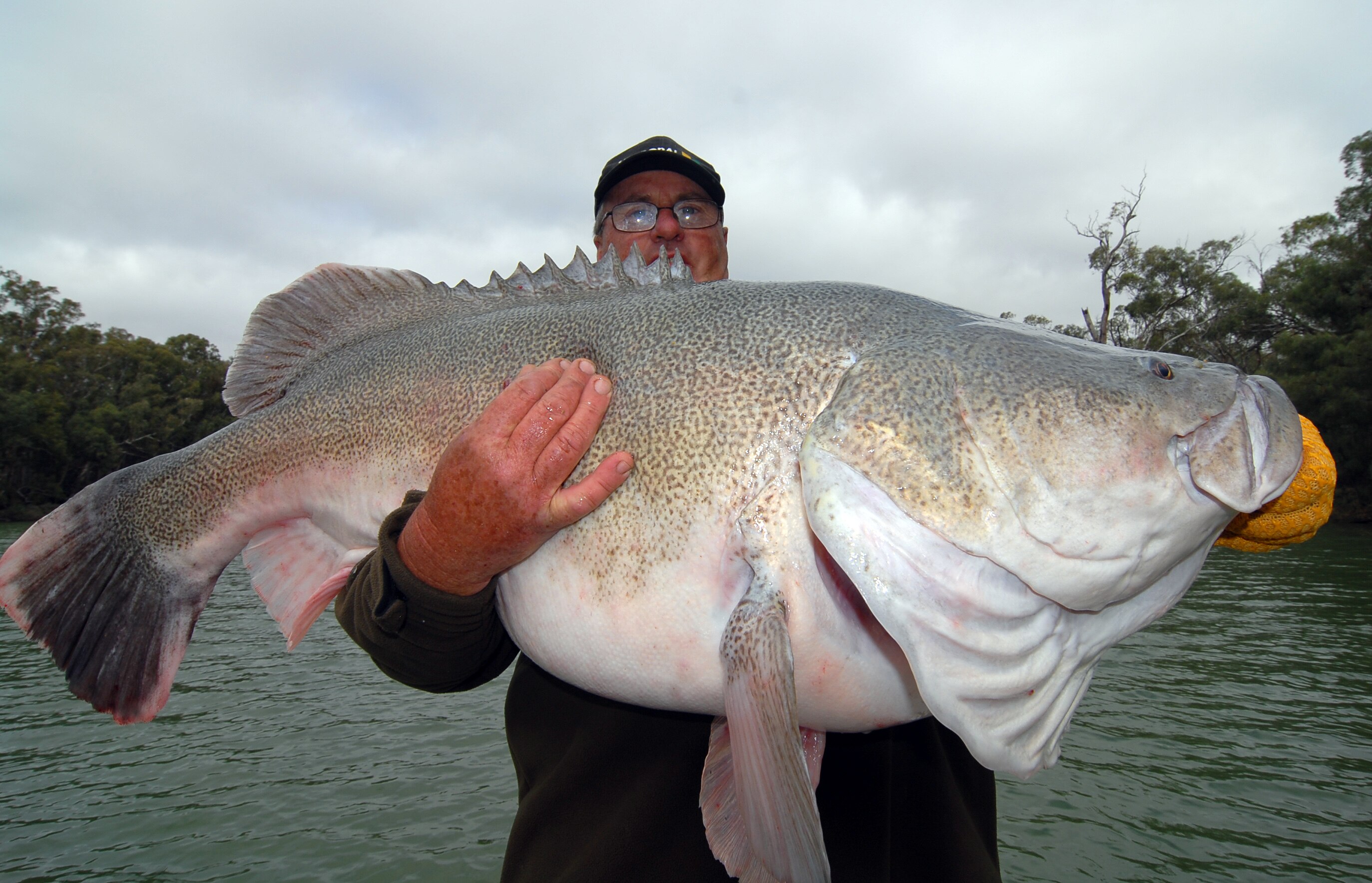 The Big Fish: With The Cod Father Stuart Rowland - ABC listen