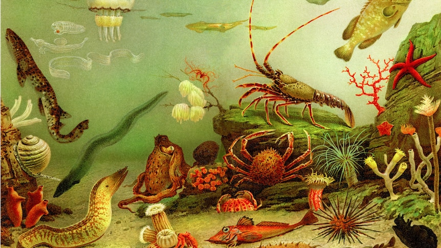 An illustration of an underwater scene with fish, crabs and plants