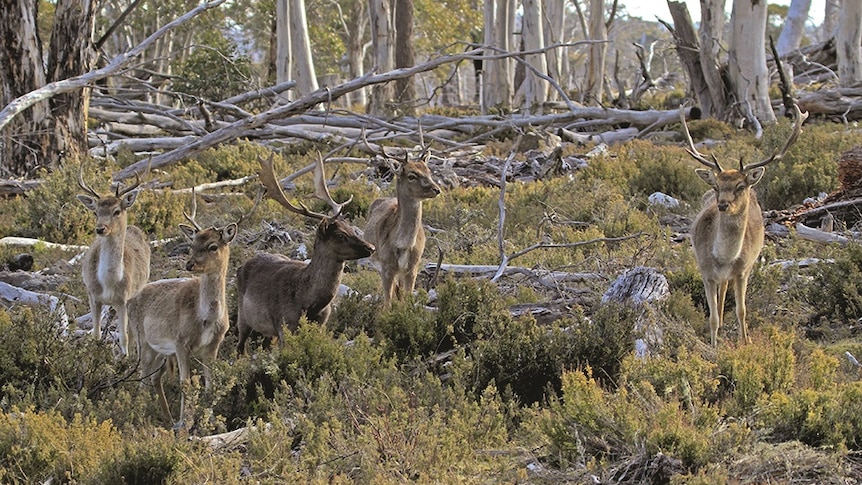 Group of deer stand among trees