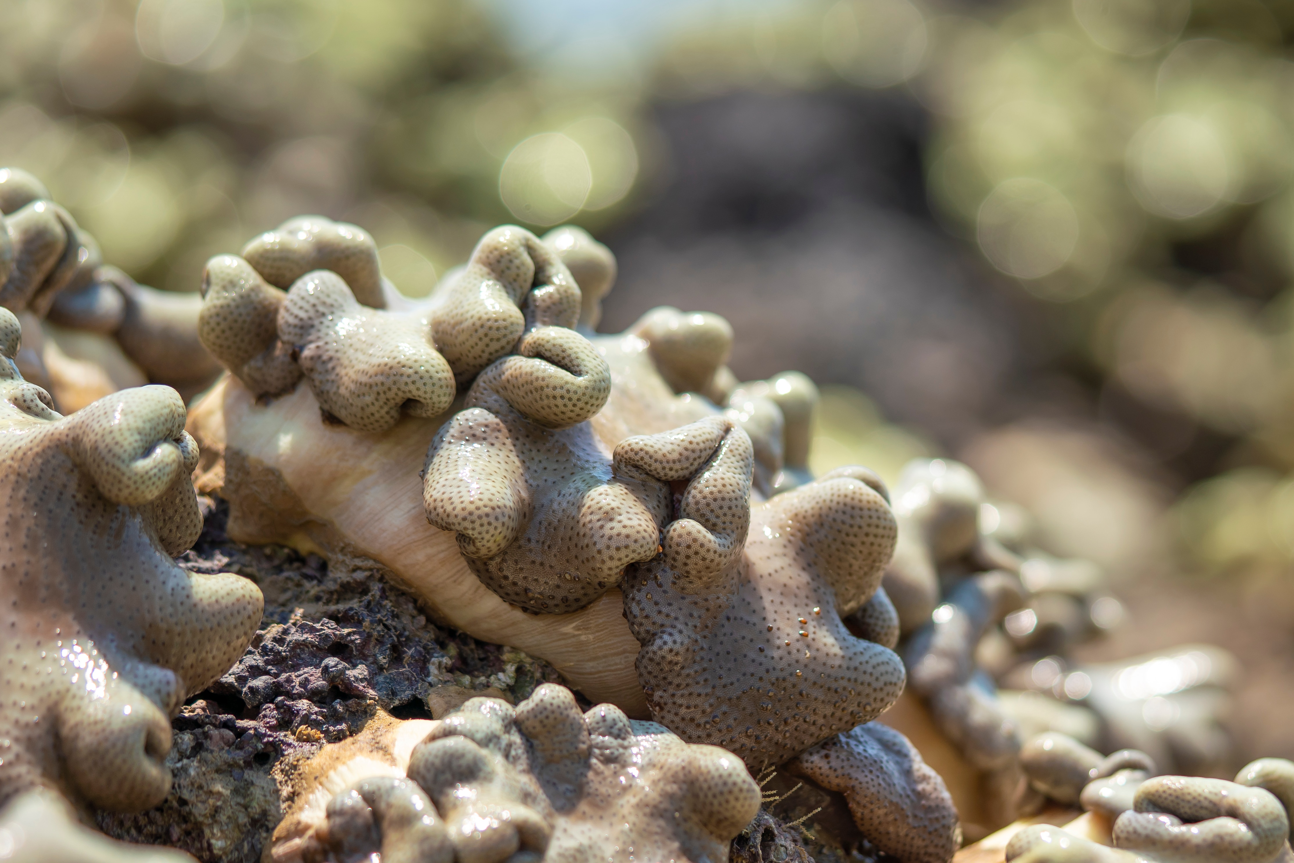 Corales en el puerto de Darwin 1