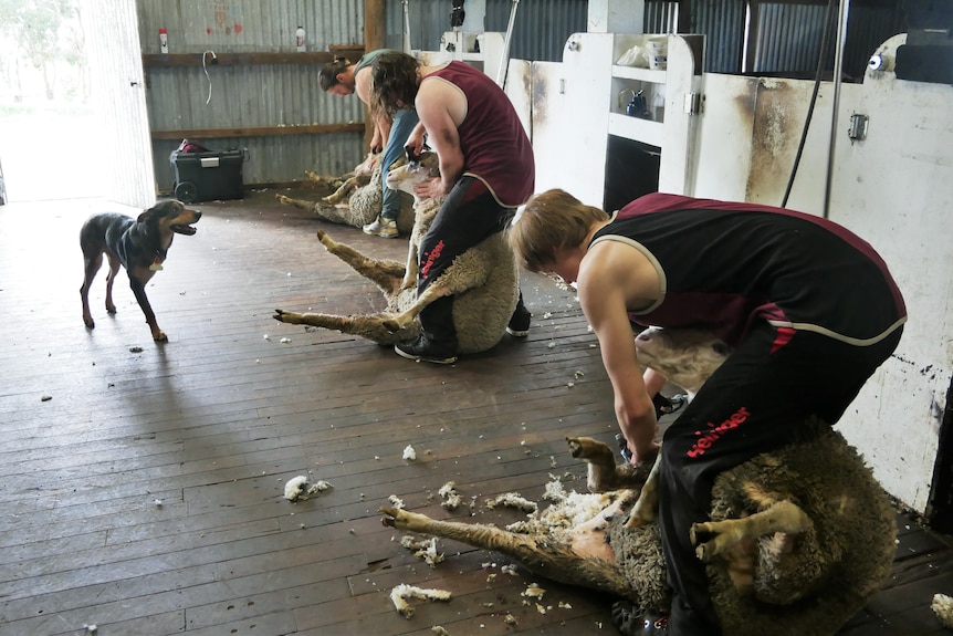 Three men shearing sheep in shed.