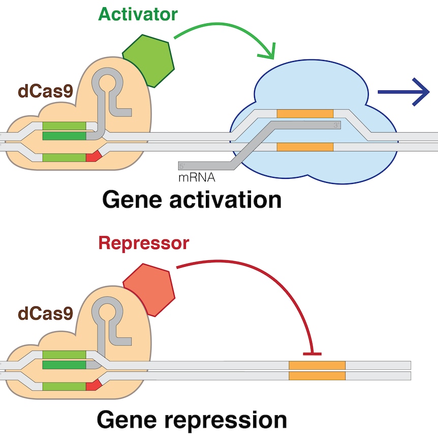 Applications of dead Cas9.