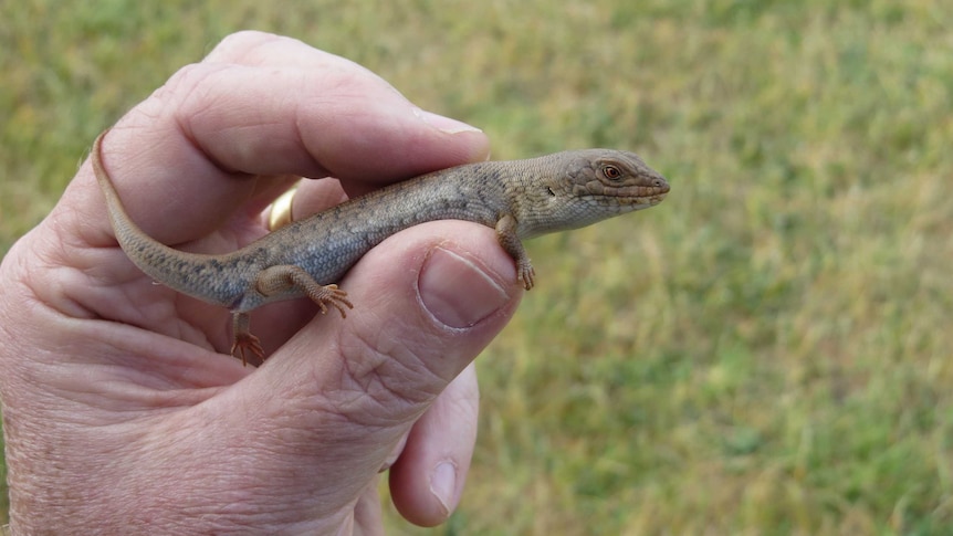A small, brown and scaly lizard with dark brown eyes sits on a person's thumb.