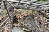 A cat in a cage located in bushland looking back at its surroundings