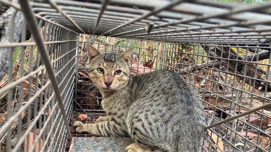 A cat in a cage located in bushland looking back at its surroundings