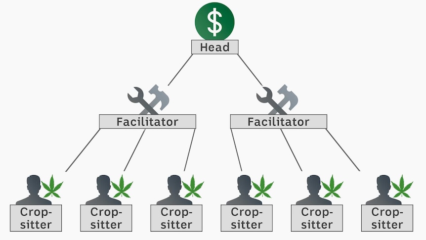 A graphic that shows the three-tier structure of a grow house syndicate.