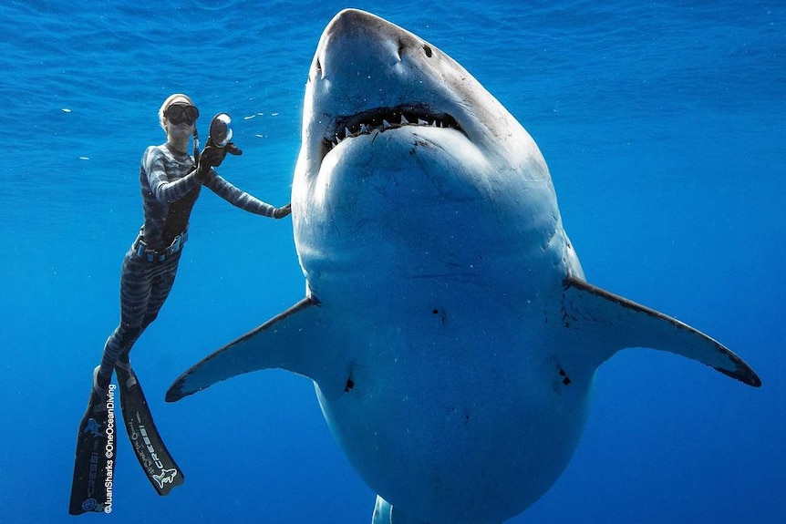 Conservationist Ocean Ramsey reaches out her hand to a massive shark.