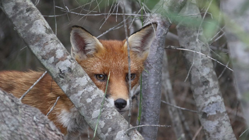 A fox peering out from behind a branch.