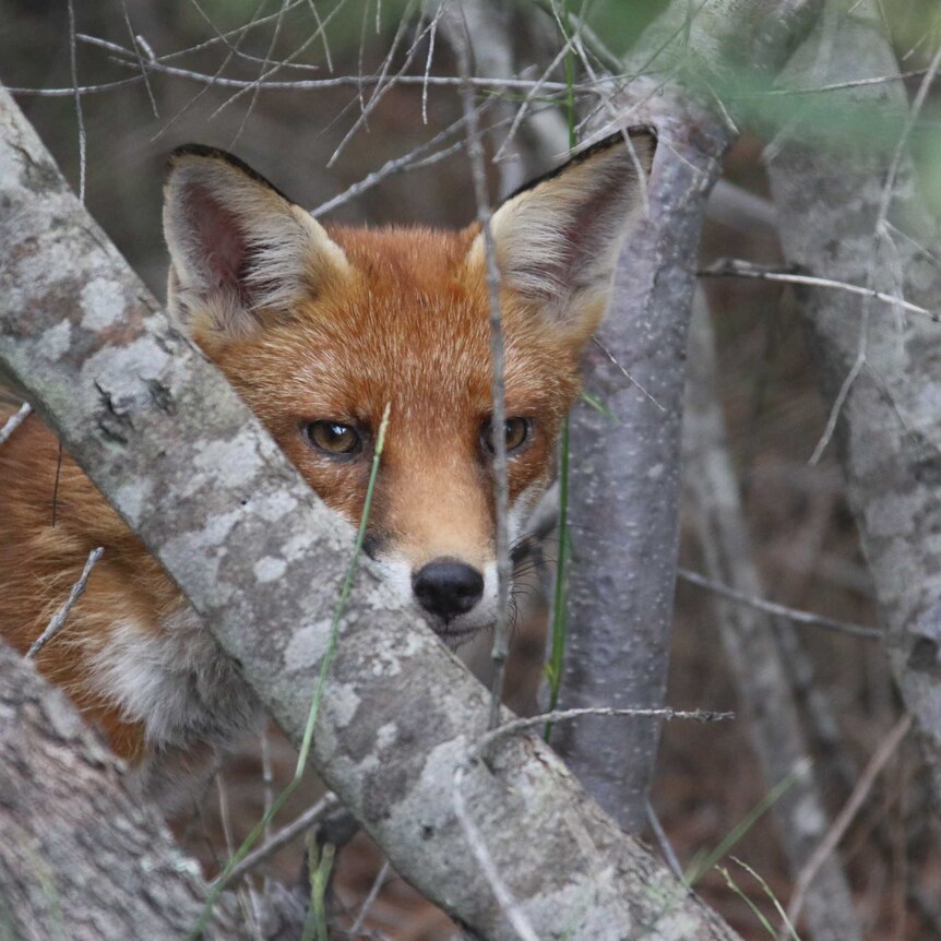 A European red fox