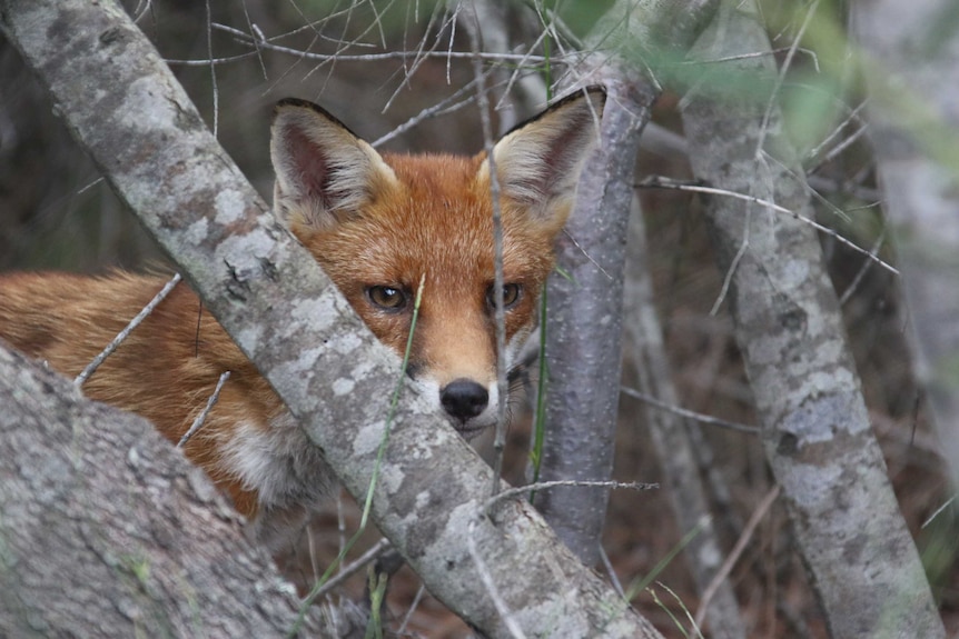 A European red fox