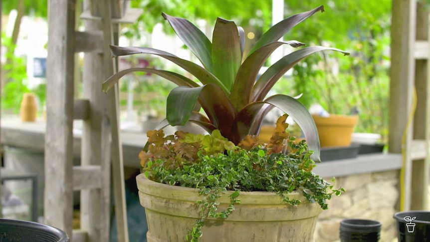 A large pot filled with a selection of indoor plants.