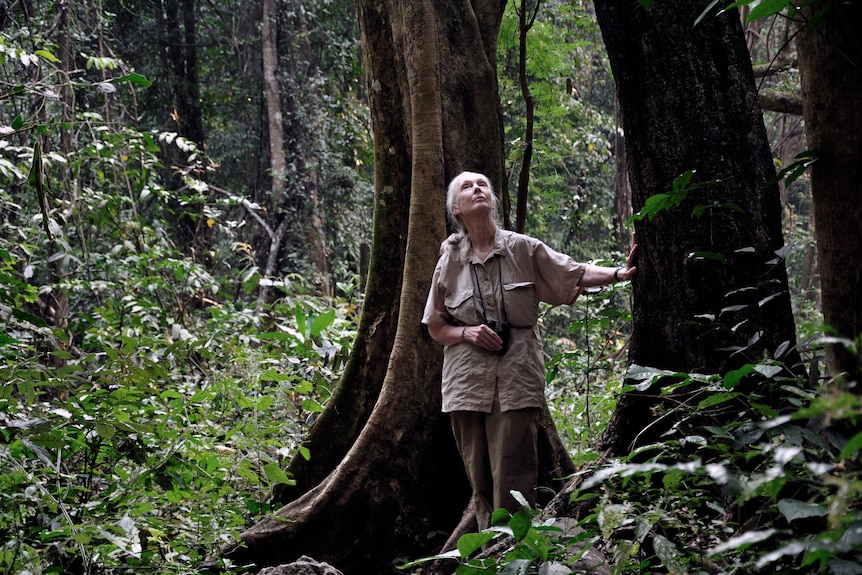 Jane Goodall surrounded by tropical forest. 