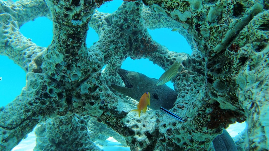 You view fish through a coral-like 3D-printed structure through clear blue waters.