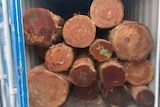 Large logs piled in a large metal storage container