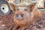 a large and kind of ugly but loveable pig, covered in sand, sitting in her mudhole. 