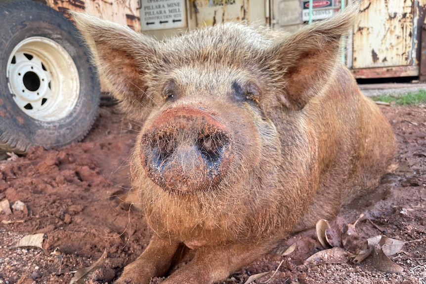 a large and kind of ugly but loveable pig, covered in sand, sitting in her mudhole. 