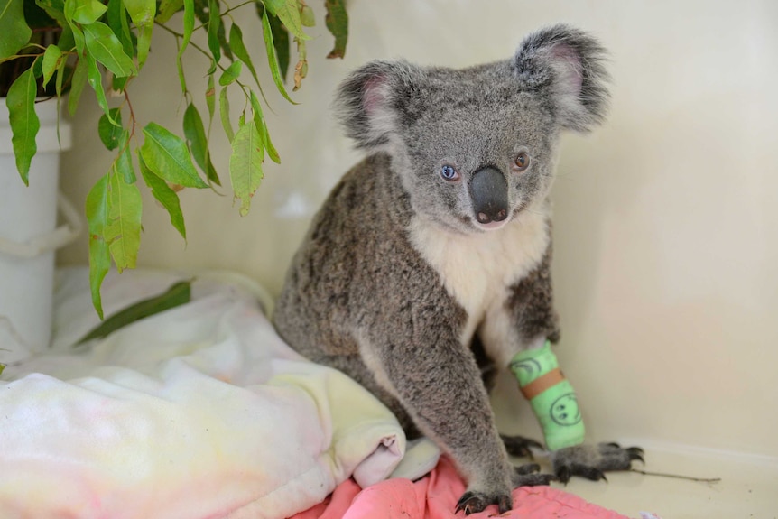 Bowie the koala at the Australia Zoo Wildlife Hospital