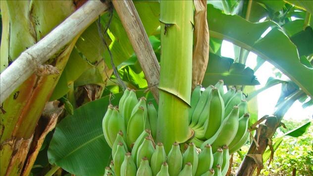 Up to 30 per cent of banana crops end up as fertiliser for plantations.