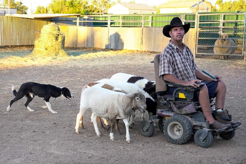 Four sheep and a border collie follow a man in a motorised wheelchair around a sheep pen.